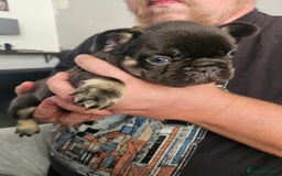 French Bulldog dogs for sale: Last female french bulldog puppy  - Image 4