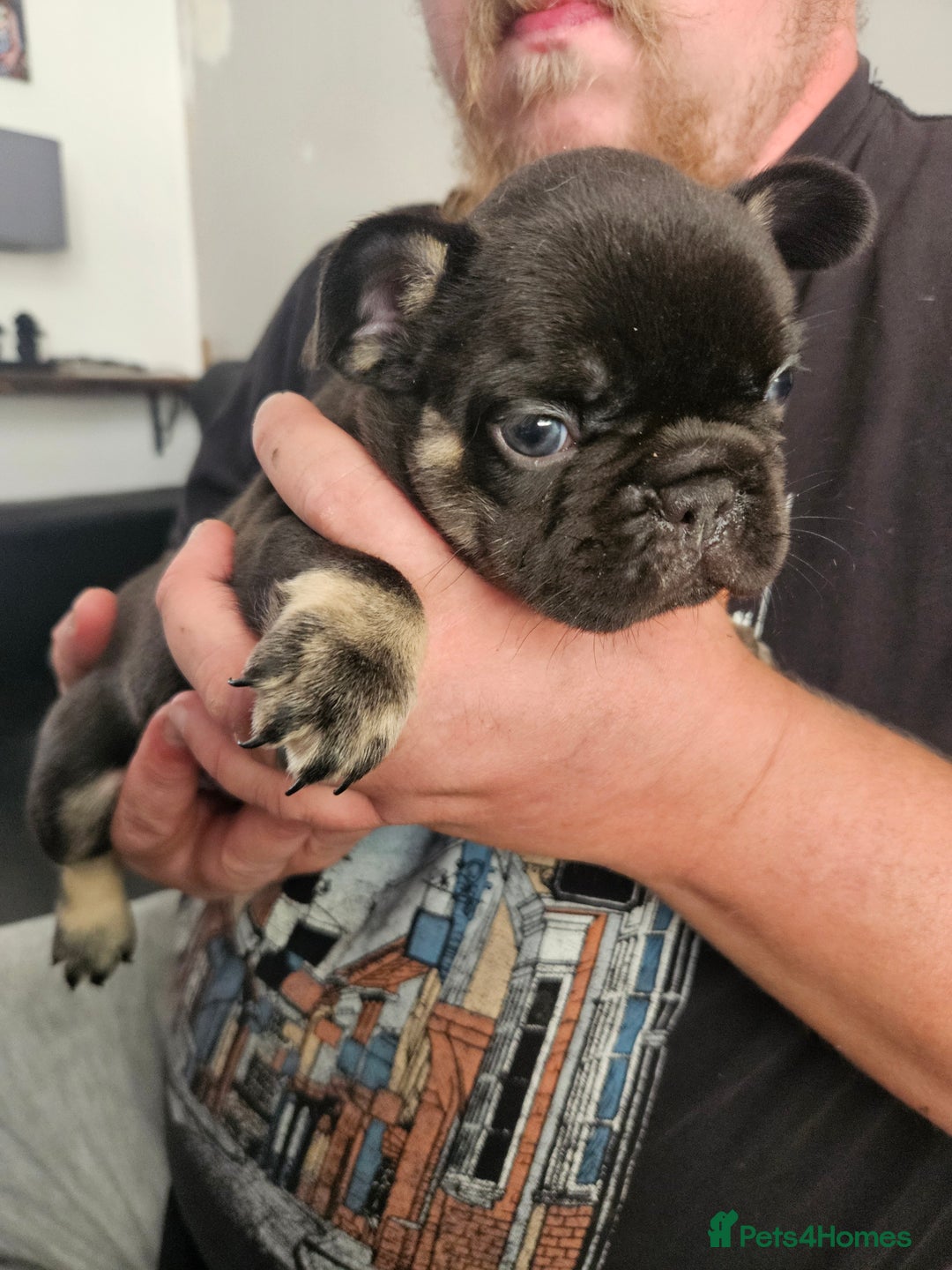 French Bulldog dogs for sale: Last female french bulldog puppy  - Image 4