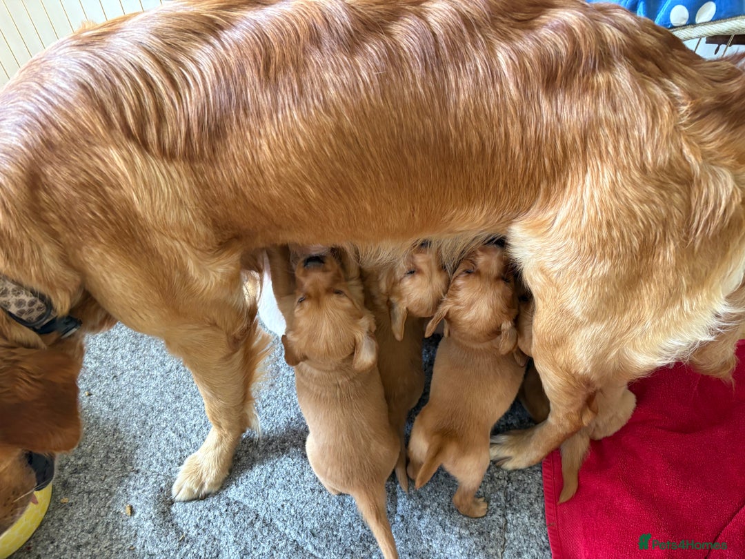 Golden Retriever dogs for sale: 🐾 Ready Soon!! KC Golden Retriever Male Puppies - Image 27