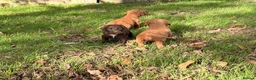 Cocker Spaniel dogs for sale: Working Cocker spaniels for sale - Advert 4