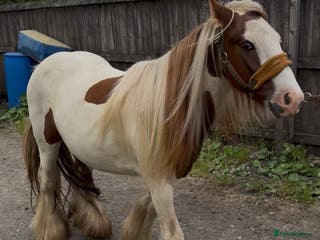 Irish Cob horses Gelding cob - Advert 1