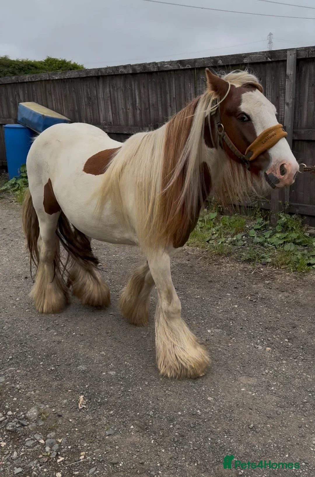 Irish Cob horses for sale: Gelding cob - Advert 1