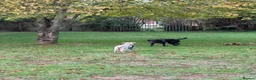 Mixed Breed dogs for sale: REHOMING BEDLINGTON TERRIER X LURCHER 4 months old - Advert 9