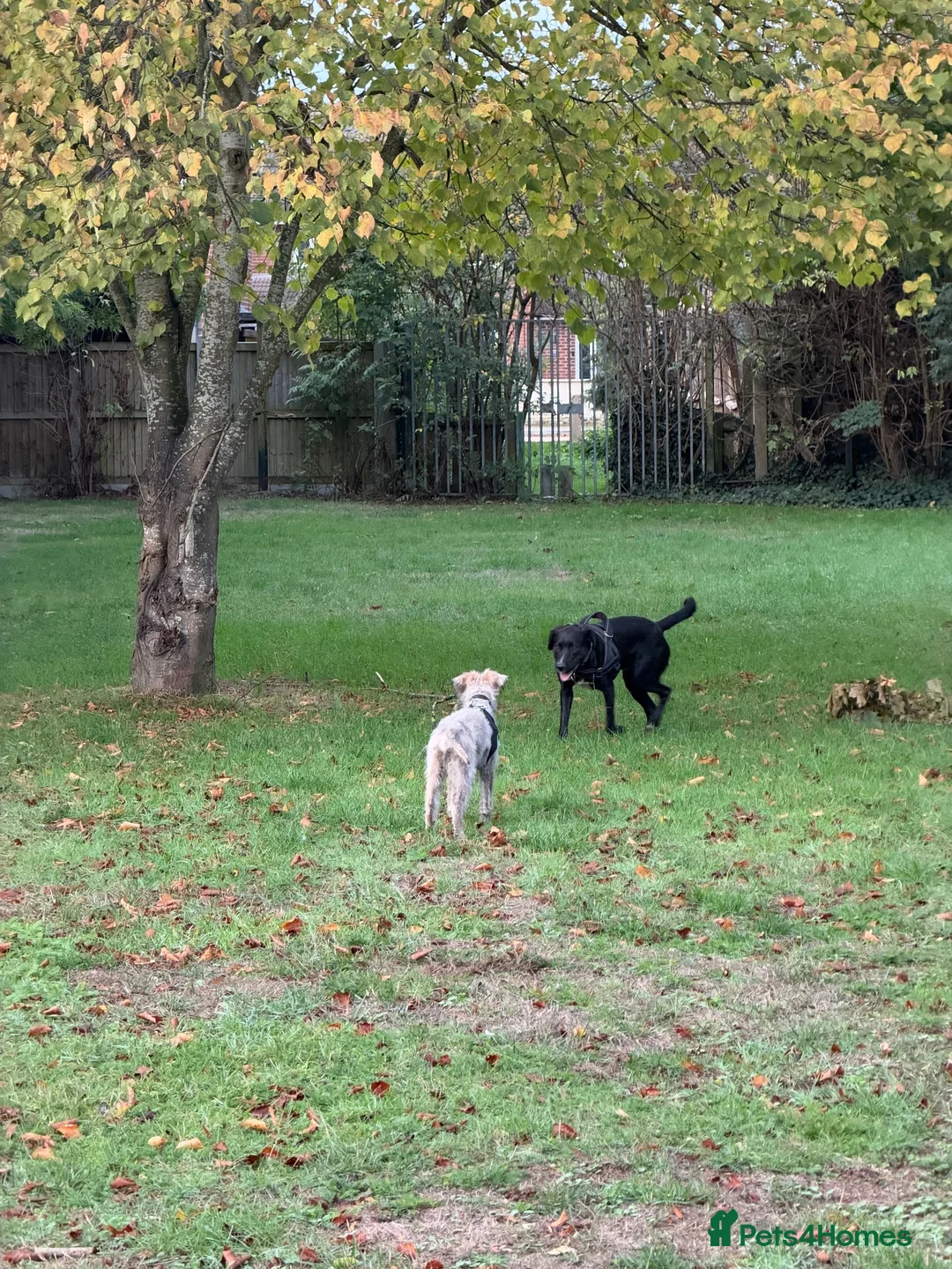 Mixed Breed dogs for sale: REHOMING BEDLINGTON TERRIER X LURCHER 4 months old - Advert 9