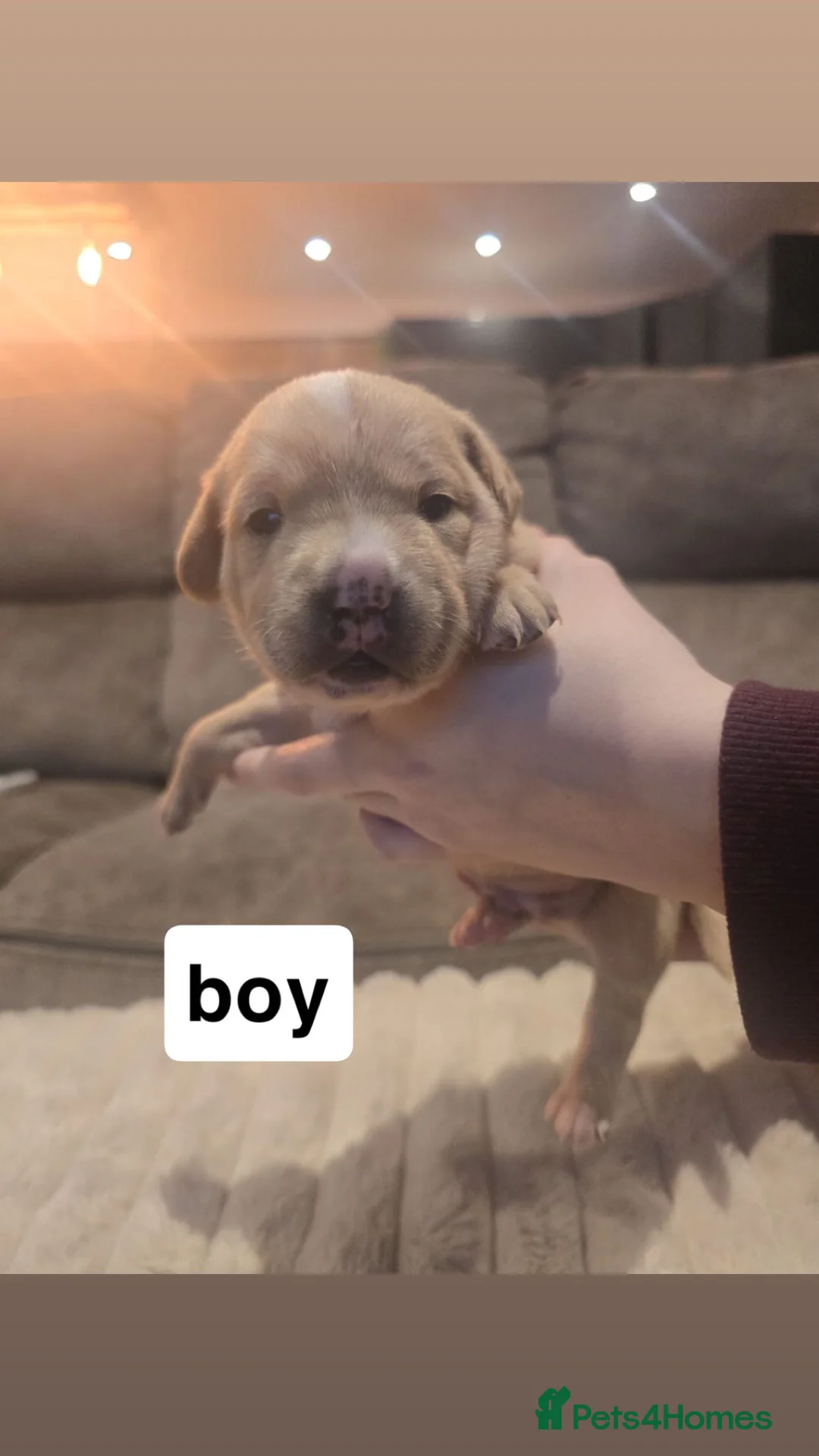 Mixed Breed dogs for sale: Floodles - Advert 10