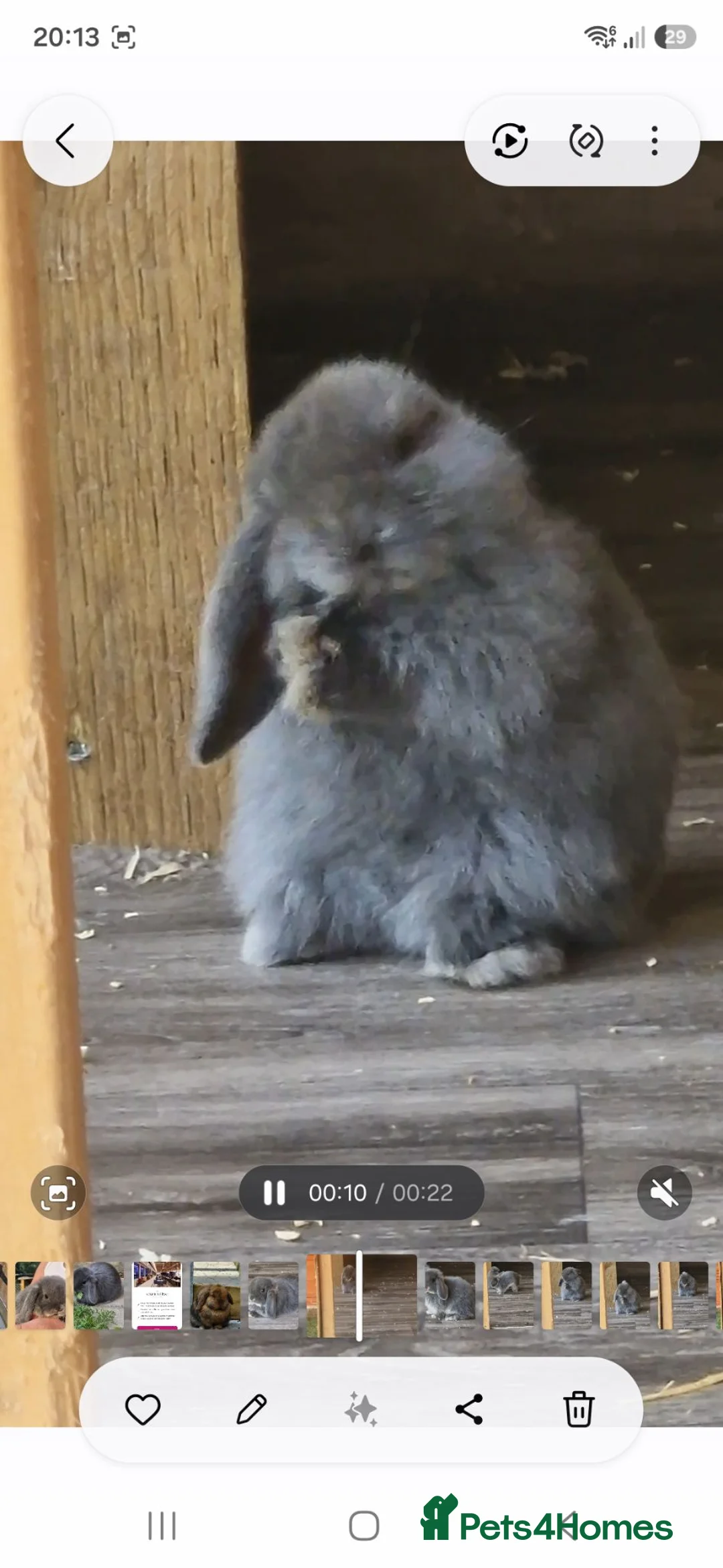 Mini Lop rabbits for sale: 5 gorgeous lopear bunnies - Advert 2