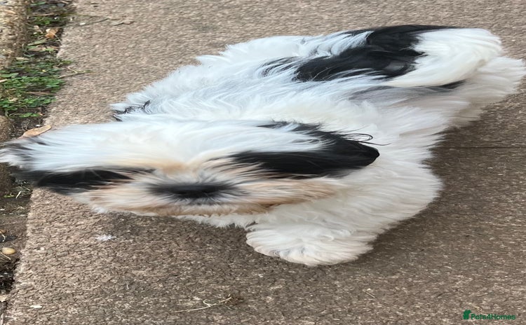 Shih Tzu dogs - Advert 9