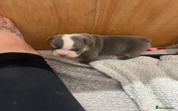 English Bulldog dogs for sale: Beautiful English bulldogs for sale 2 left - Image 10
