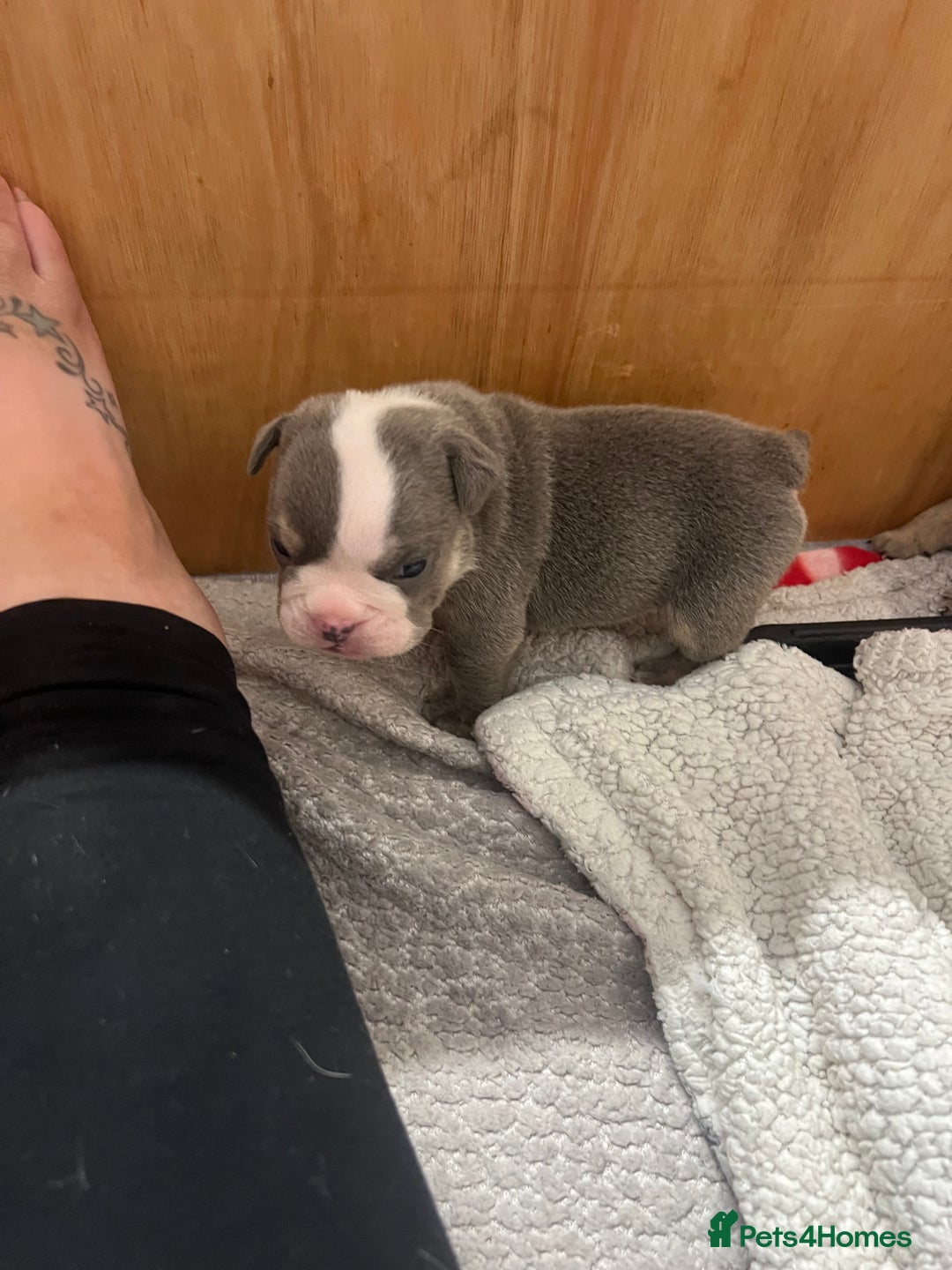 English Bulldog dogs for sale: Beautiful English bulldogs for sale 2 left - Image 10