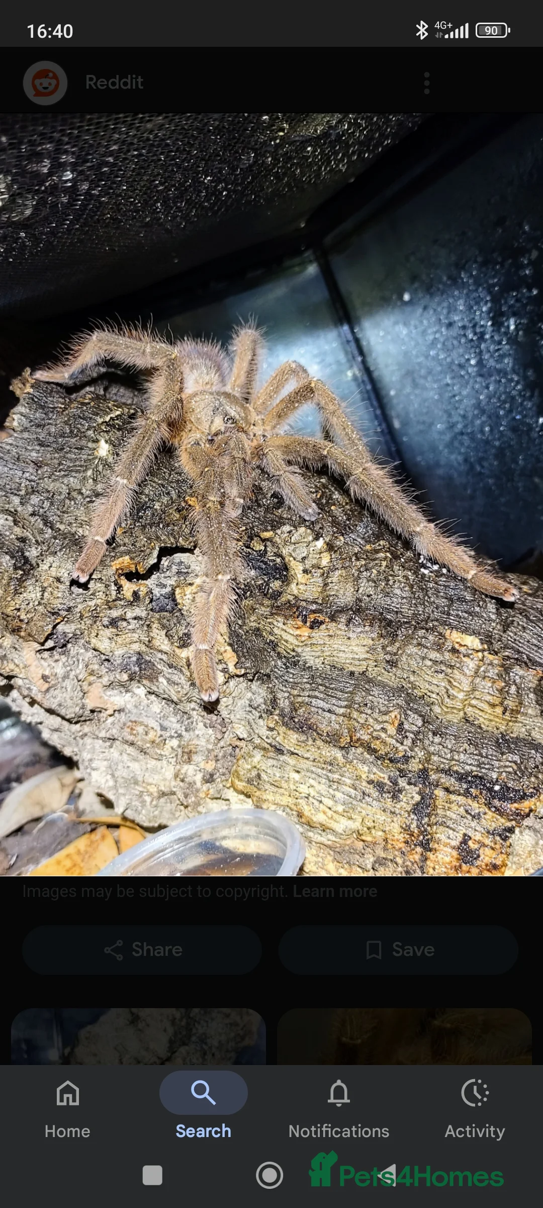 Tarantulas invertebrates for sale: MM “Sabah Blue” & ACCESSORY BUNDLE - Advert 2