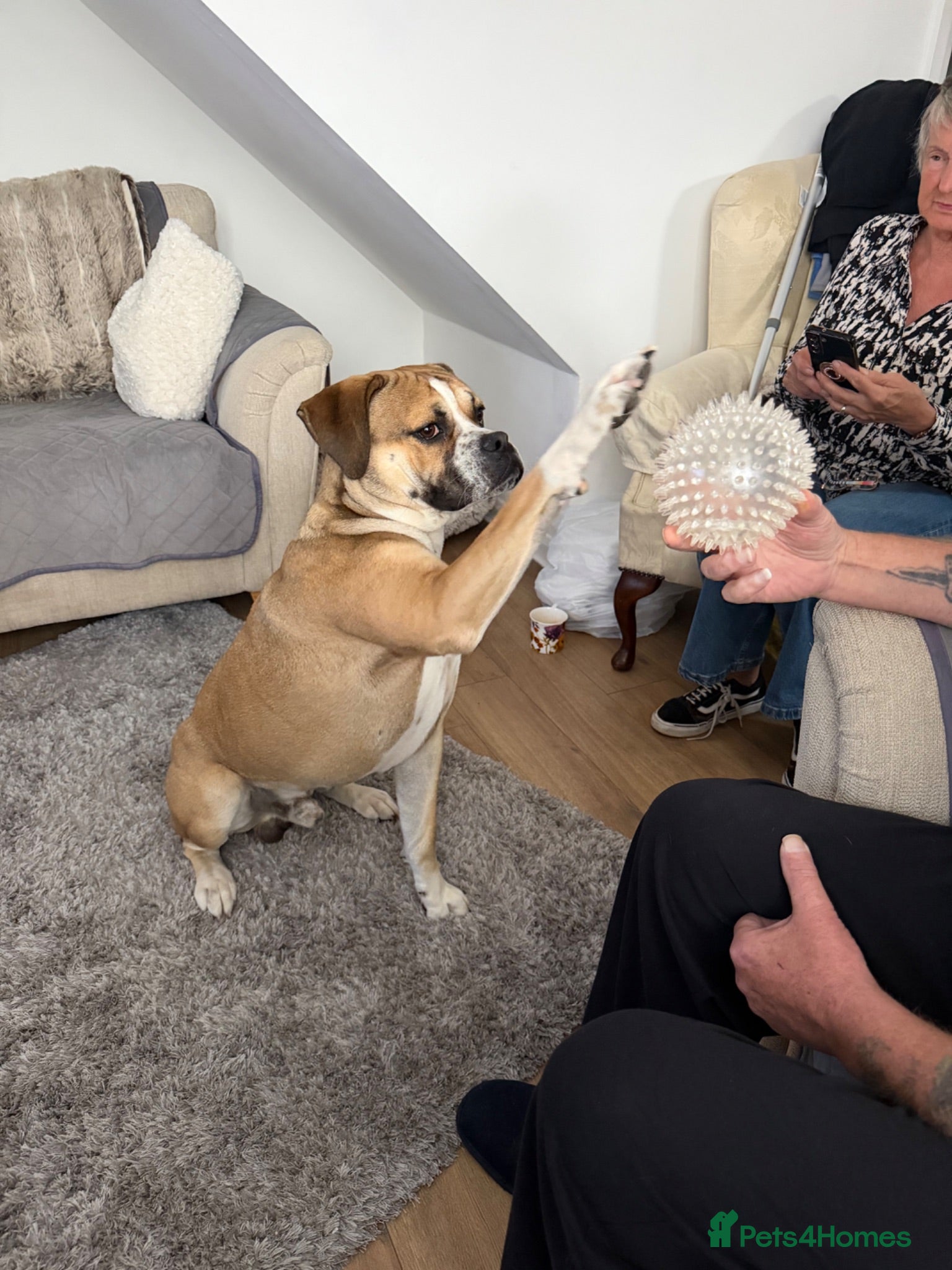 Mixed Breed dogs Buddy needs a new home  - Advert 18