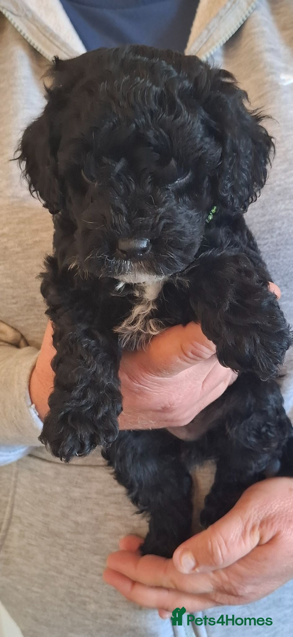 Lhasapoo dogs Gorgeous Lhachon/Poodle - Advert 1
