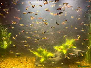 Other/Mixed Breed fish Guppies - Advert 19