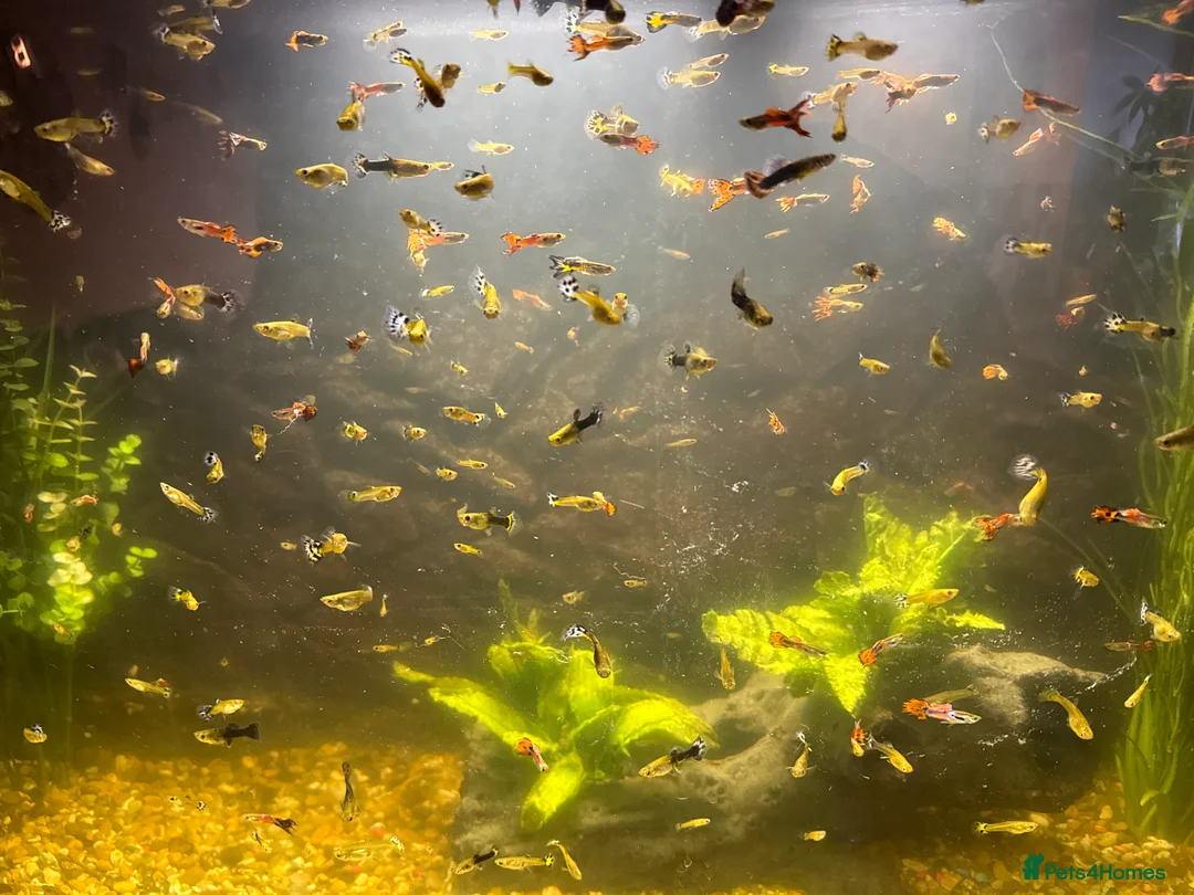 Other/Mixed Breed fish for sale: Guppies - Advert 1