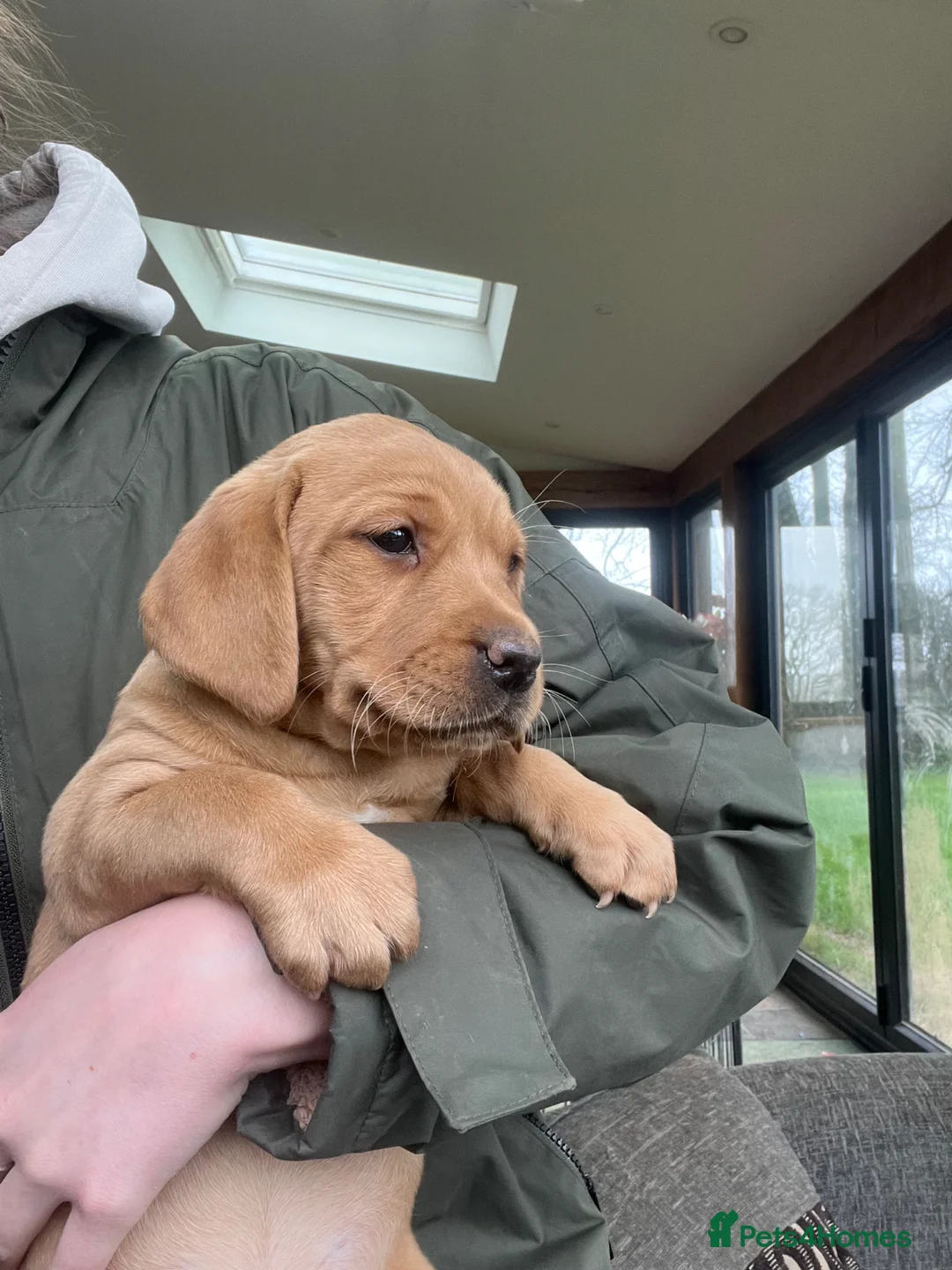 Labrador Retriever dogs for sale: Beautiful Labrador puppies  - Advert 1