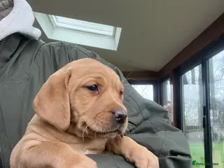 Labrador Retriever dogs Beautiful Labrador puppies - Advert 16