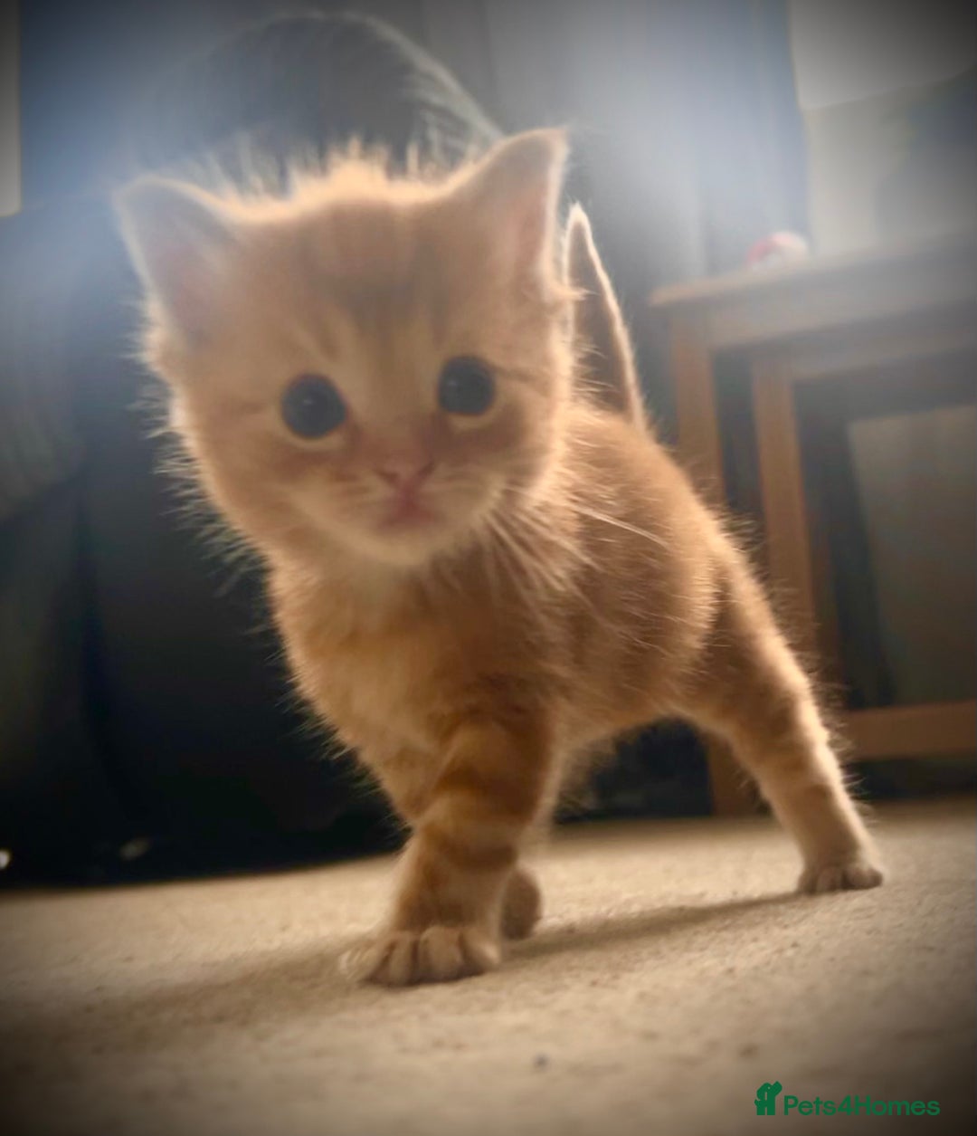 Mixed Breed cats for sale: 3 Ginger Male Kittens in Crawley - Image 4