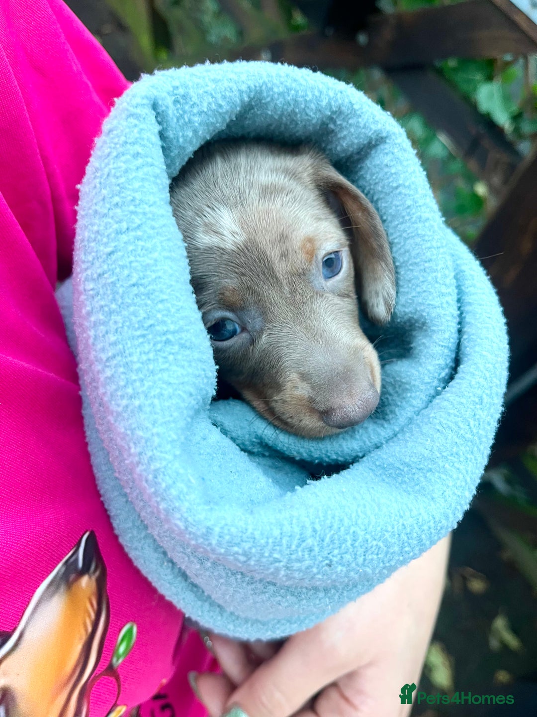 Miniature Dachshund dogs for sale: 3 Extremely clean and healthy KC boys available  - Advert 22