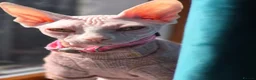 Sphynx cats for sale: Gorgeous Sphynx Kittens for sale - Advert 15
