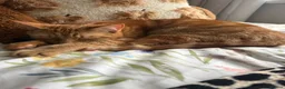 Mixed Breed cats for sale: Ginger male, black white and ginger female - Advert 5