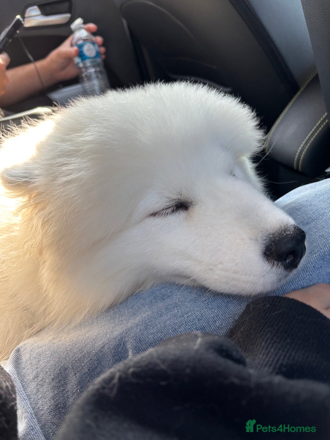 Samoyed dogs for sale: 🐾 Beautiful KC Registered Samoyed – 7 Months Old - Advert 15
