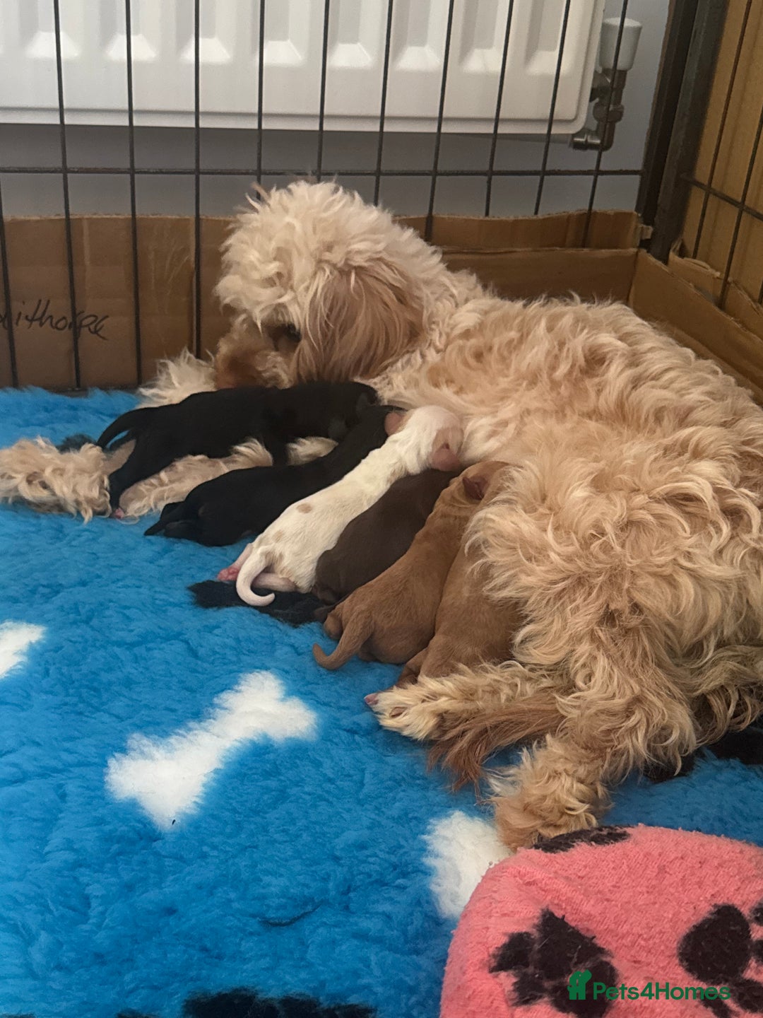 Mixed Breed dogs for sale: Cockalier Puppies🐶 - Image 2