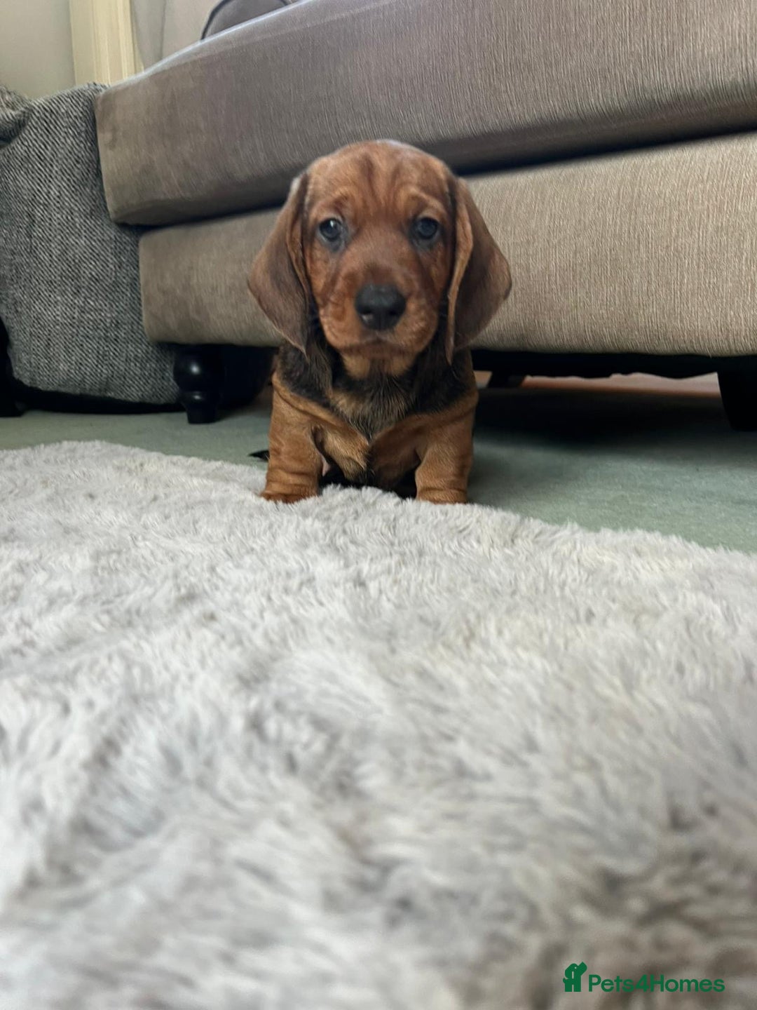 Dachshund dogs for sale: KC Standard Wirehaired Dachshund Puppies - Advert 3
