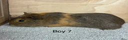 Guinea Pig rodents for sale: 10 -12 week old male Guinea Pigs ready now - Advert 7