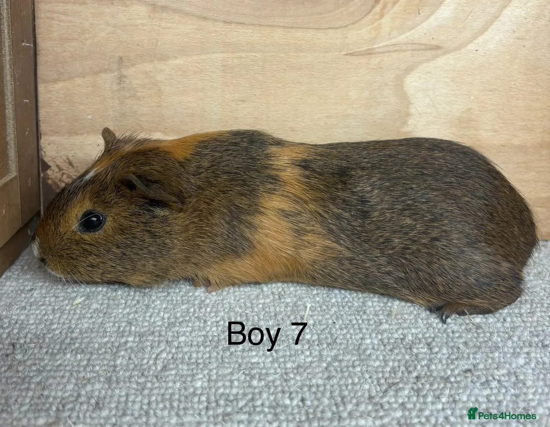 Guinea Pig rodents for sale: 10 -12 week old male Guinea Pigs ready now - Advert 7