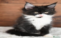 Maine Coon cats for sale: ✨Meet Cherry & Plum✨- TICA Reg - High Smoke-white - Image 11