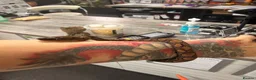Boa Snake reptiles for sale: 2xcorn snakes 1xrainbow tree boa £ IN DESCRIPTION - Advert 3
