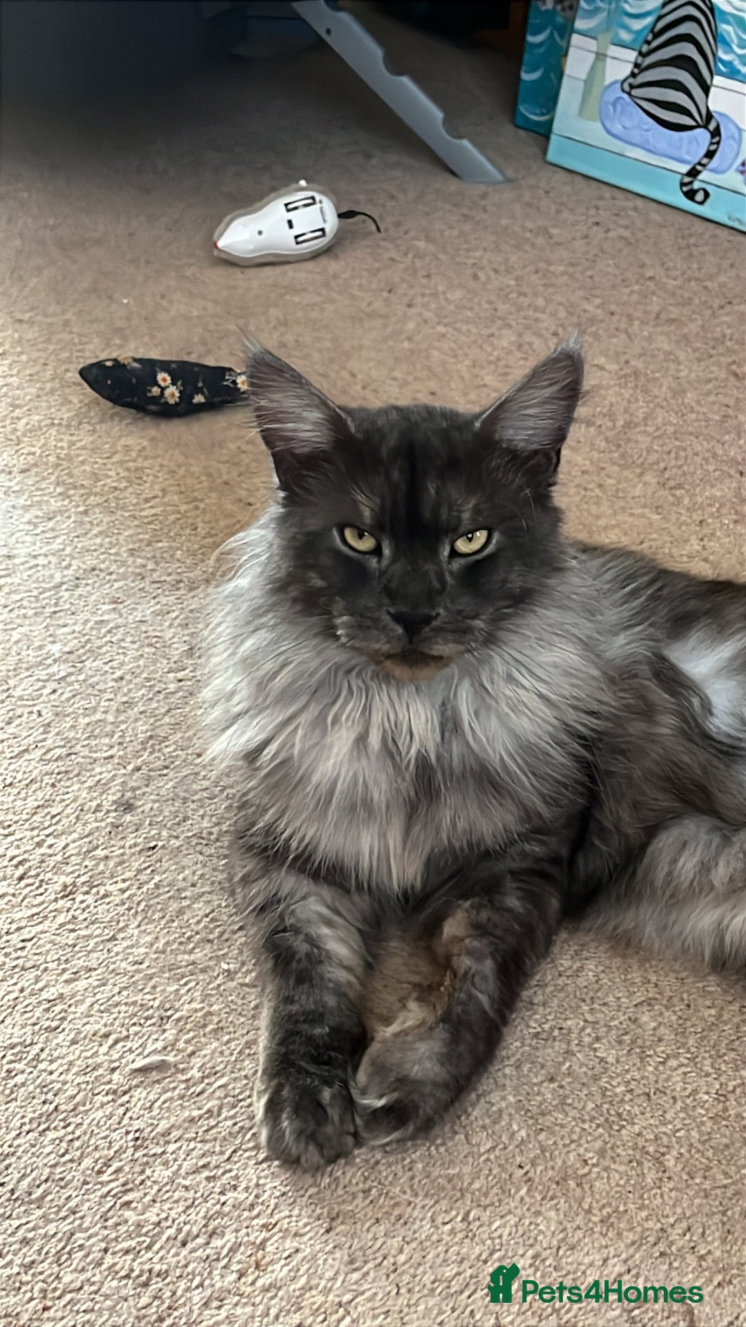 Maine Coon cats Beatie - Advert 3