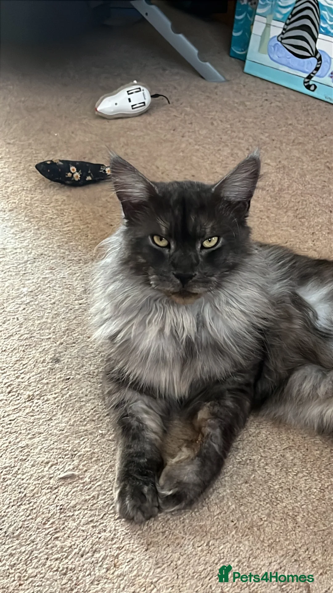 Maine Coon cats for sale: Beatie in Colchester - Advert 1