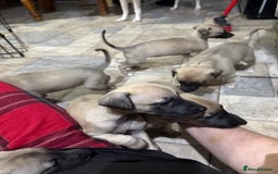 Whippet dogs for sale: 5 whippet puppies  - Image 7