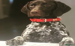 German Shorthaired Pointer dogs for sale: SENSEI-SAINTS German Shorthaired Pointers - Image 18