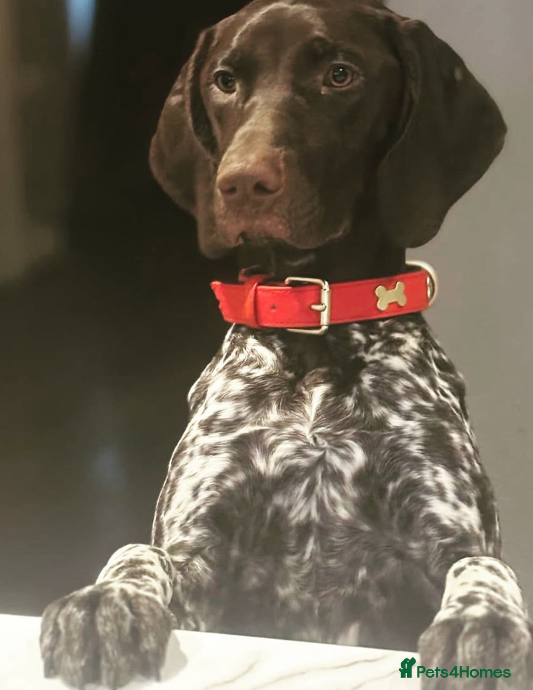German Shorthaired Pointer dogs for sale: SENSEI-SAINTS German Shorthaired Pointers - Image 18