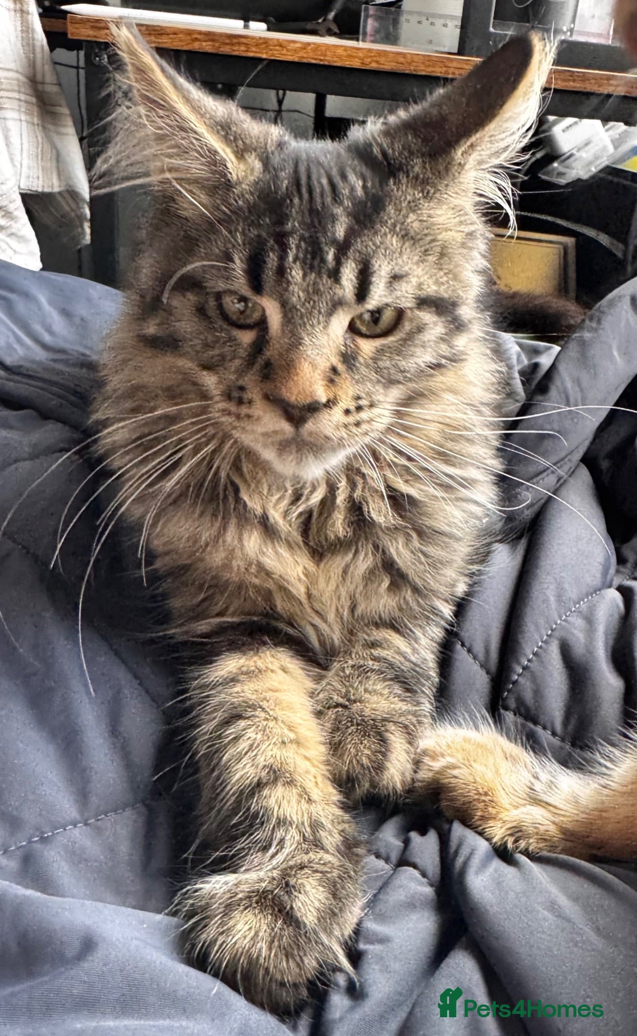 Maine Coon cats Stunning tabby pedigree XL Maine Coons last 2! - Advert 1