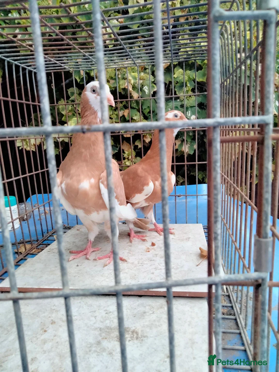 Pigeons birds for sale: Pigeones for sale in hackney London  - Advert 14