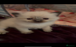 Ragdoll cats for sale: Purebred ragdoll kittens for sale  - Image 2