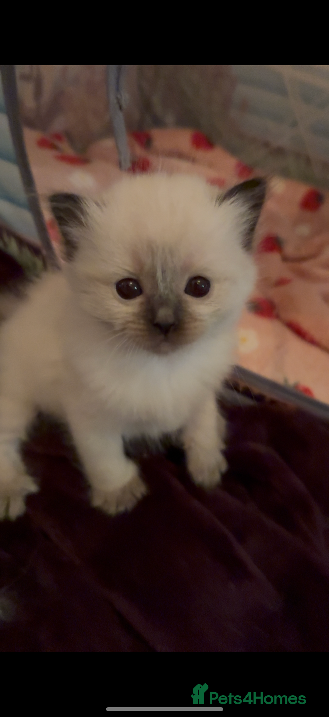 Ragdoll cats for sale: Purebred ragdoll kittens for sale  - Image 2