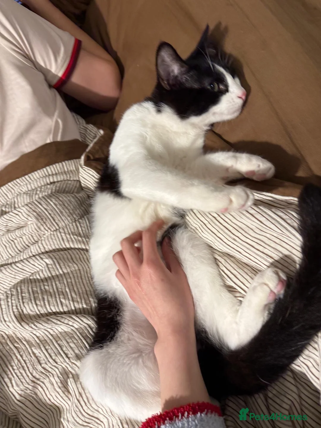 British Longhair cats for sale: Kitten - Advert 1