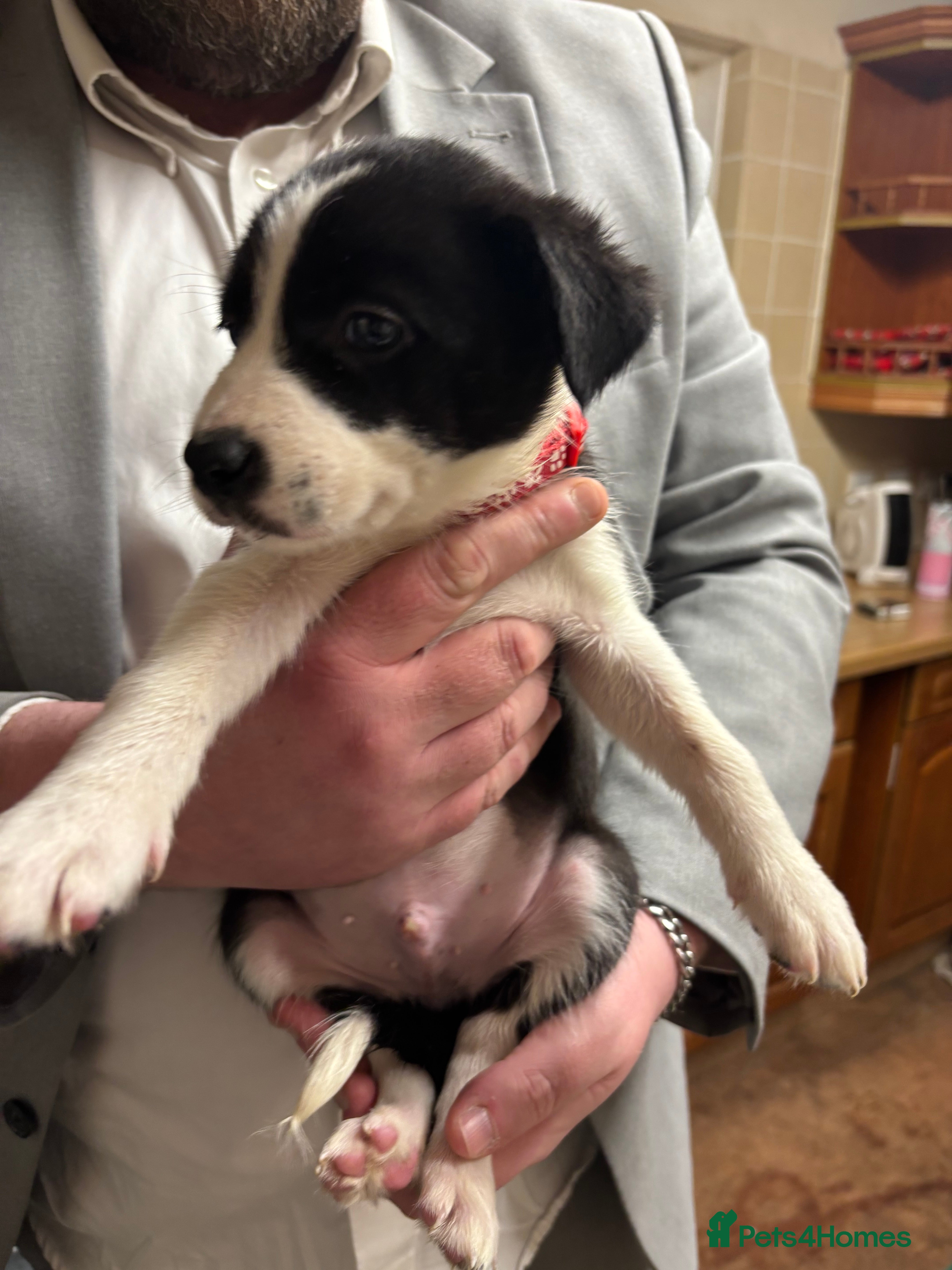 Border Collie dogs Border collie puppies - Advert 3