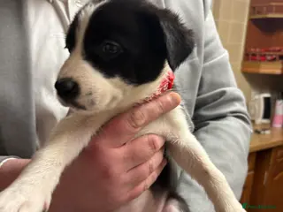 Border Collie dogs Border collie puppies - Advert 16