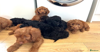 Cockapoo dogs - Advert 15