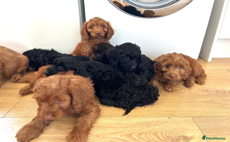 Cockapoo dogs - Advert 1