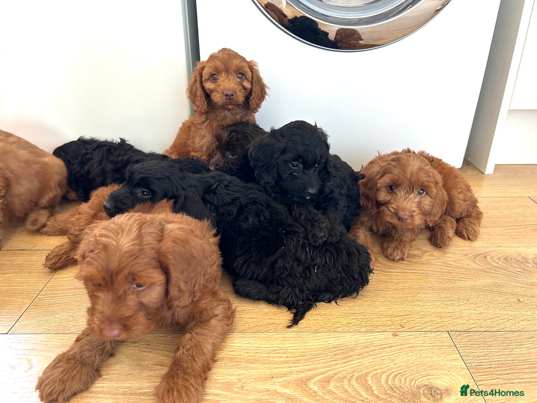 Cockapoo dogs for sale: Beautiful miniature Teddybear Cockerpoos puppies  - Image 1