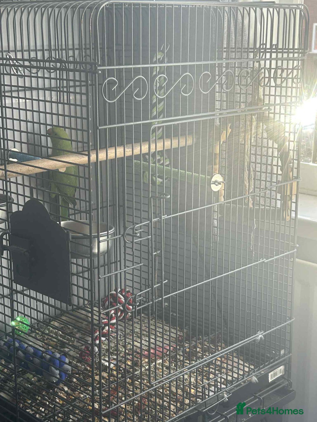 Ringnecks birds for sale: Indian ringneck 7 month old - Image 4