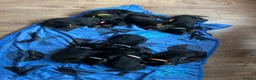 Dobermann dogs for sale: 5 beautiful puppies for sale  - Advert 7