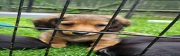 Miniature Dachshund dogs for sale: 🌟KC reg.Miniature LH Dachshund Puppies 🌟  - Advert 17