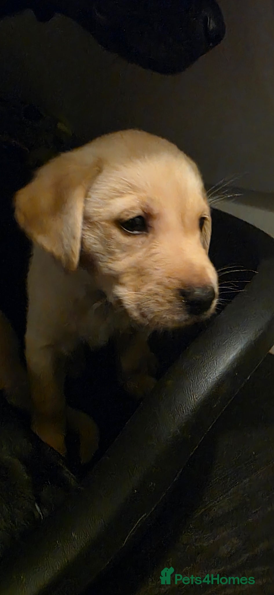 Labrador Retriever dogs for sale: Pure Breed Labrador Puppies  in Liskeard - Advert 7